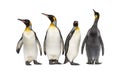 Colony of king penguins together Royalty Free Stock Photo