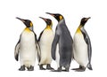 Colony of king penguins together Royalty Free Stock Photo