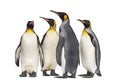 Colony of king penguins together Royalty Free Stock Photo