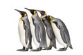 Colony of king penguins together Royalty Free Stock Photo