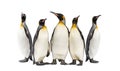 Colony of king penguins together, isolated