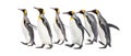 Colony of king penguins together, isolated