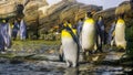 Colony of king penguins together at the water side, great penguin specie from antarctica