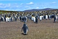 Colony of King Penguins in the Falkland Islands Royalty Free Stock Photo