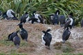 Colony of King shags, New Zealand