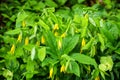 Colony of Large-flowering Bellworts - Uvularia grandflora