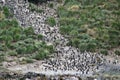 Colony of Macaroni penguins - Eudyptes chrysolophus - or crested penguin on steep rocks in South Georgia