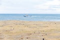 Colony of magellanic penguins on Magdalena island, Strait of Magellan, Chile