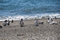 Colony of Magellanic Penguins Spheniscus magellanicus on Isla Magdalena in the Strait of Magellan, Chile