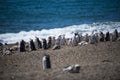 Colony of Magellanic Penguins Spheniscus magellanicus on Isla Magdalena in the Strait of Magellan, Chile