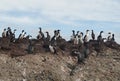 Colony of Magellanic or rock cormorants, Beagle Channel, Patagonia Royalty Free Stock Photo