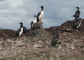 Colony of Magellanic or rock cormorants, Beagle Channel, Patagonia Royalty Free Stock Photo