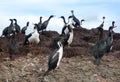 Colony of Magellanic or rock cormorants, Beagle Channel, Patagonia Royalty Free Stock Photo