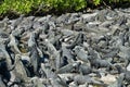 Colony of marine iguanas on Fernandina Island Royalty Free Stock Photo