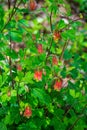 Vertical View of a Group of Wild Columbine Wildflowers