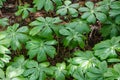 Colony of Mayapple, Podophyllum peltatum