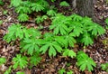 A colony of mayapple plants emerging in a spring forest.