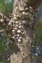 colony of mediterranean coastal snail or white Italian snail in aestivation on a trunk