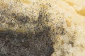 Colony of mildew on bread Royalty Free Stock Photo