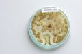 Colony of a mold (Aspergillus niger)