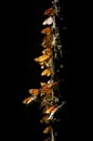 Colony of Monarch butterflies Danaus plexippus on a pine trunk in a park El Rosario, Reserve of the Biosfera Monarca. Angangueo