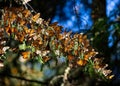 Colony of Monarch butterflies Danaus plexippus are sitting on pine branches in a park El Rosario, Reserve of the Biosfera