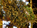 Colony of Monarch butterflies Danaus plexippus are sitting on pine branches in a park El Rosario, Reserve of the Biosfera