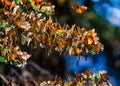 Colony of Monarch butterflies Danaus plexippus are sitting on pine branches in a park El Rosario, Reserve of the Biosfera