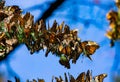 Colony of Monarch butterflies Danaus plexippus are sitting on pine branches in a park El Rosario, Reserve of the Biosfera