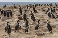 Colony of mostly Imperial Shags - Falkland Islands