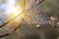 Colony of moth larvae closeup in the web on the branches of a tree. Moths larvae, caterpillars, ate all the leaves on the cherry Royalty Free Stock Photo