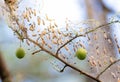 Colony of moth larvae closeup in the web on the branches of a tree. Moths larvae, caterpillars, ate all the leaves on the cherry Royalty Free Stock Photo