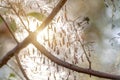 Colony of moth larvae closeup in the web on the branches of a tree. Moths larvae, caterpillars, ate all the leaves on the cherry Royalty Free Stock Photo