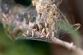 Colony of moth larvae closeup in the web on the branches of a tree. Moths larvae, caterpillars, ate all the leaves on the cherry Royalty Free Stock Photo