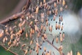 Colony of moth larvae closeup in the web on the branches of a tree. Moths larvae, caterpillars, ate all the leaves on the cherry Royalty Free Stock Photo