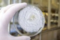 Colony of Mucor fungi grown on Petri dish. Also known as black fungus, or bread mold.