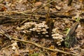 Colony of mushrooms