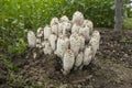 Colony mushrooms coprinus comatus growing in the garden. Anti alcoholic mushroom