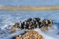 A colony of mussels on the seashore