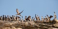 Colony of Neotropical Cormorants Royalty Free Stock Photo