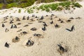 Jackass Penguins Colony, South Africa