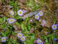 Colony of New England Asters, Symphyotrichum novea-angliea