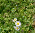 Colony of New England Asters, Symphyotrichum novea-angliea