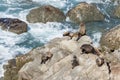 Colony of New Zealand fur seals basking or rock near Kaikoura, New Zealand Royalty Free Stock Photo