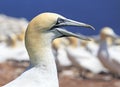 Colony of Northern Gannets, Bonaventure Island Quebec Royalty Free Stock Photo