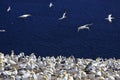 Colony of Northern Gannets, Bonaventure Island, Quebec Royalty Free Stock Photo