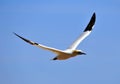 Colony of Northern Gannets flying Bonaventure Island Quebec, Canada. Royalty Free Stock Photo