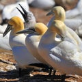 Colony of Northern Gannets sunbathing Bonaventure Island Quebec, Canada. Royalty Free Stock Photo