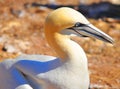 Colony of Northern Gannets sunbathing Bonaventure Island Quebec, Canada. Royalty Free Stock Photo