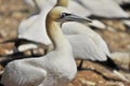 Colony of Northern Gannets Royalty Free Stock Photo